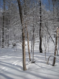 DSCN0529