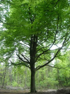 One of the oldest trees