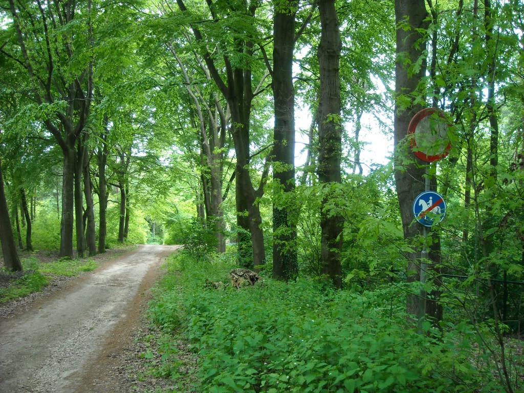 Orderly trees on a hiking trail near Malden, the Netherlands.