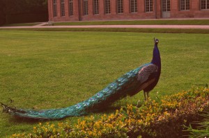 The most majestic peacock.