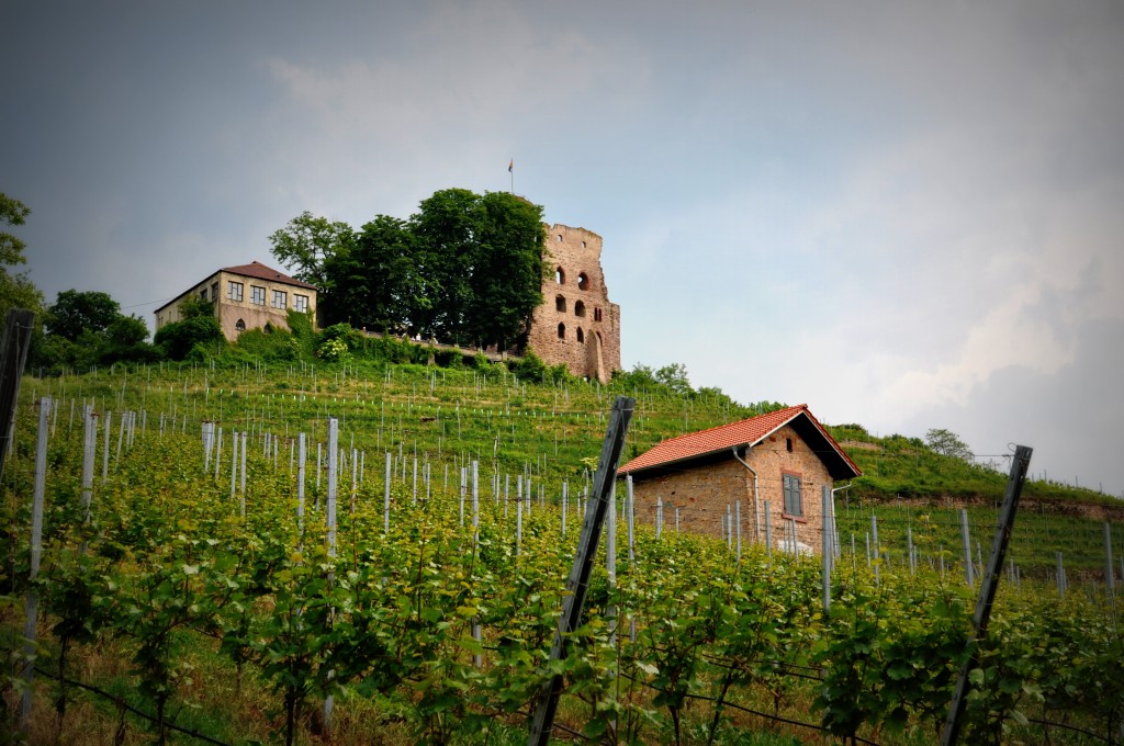 Vineyards on a hill outside Schriesheim
