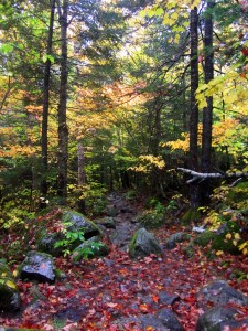 Obligatory foliage shot