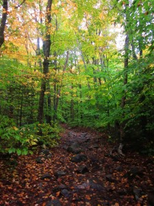It's definitely fall in NH.
