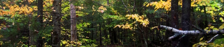 Obligatory foliage shot